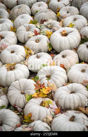 White ghost heirloom pumpkins with autumn leaves on display at fall pumpkin festival in Ludwigsburg, Germany. Stock Photo
