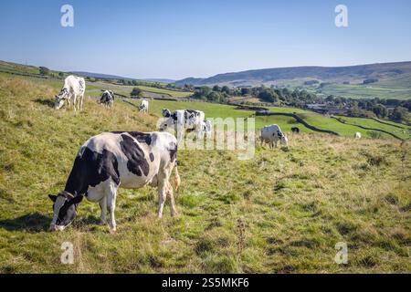 Holstein Friesian cows grazing in a field in the Yorkshire Dales. Grassington, Wharfedale, North Yorkshire, UK Stock Photo