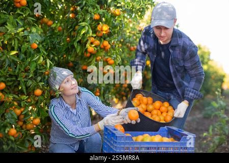 Man and woman harvesting tangerines together in orchard Stock Photo