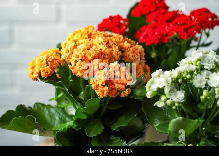 Different beautiful kalanchoe flowers in pots on light background, closeup Stock Photo