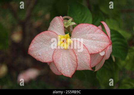 close-up tiny red orange golden yellow flower atop white pink mauve purple leaves with red edges Stock Photo