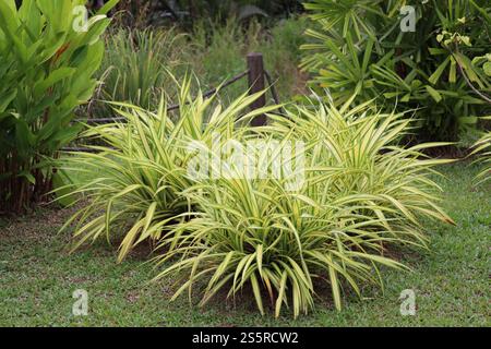 cluster of bushes with long slender yellow green leaves with deep green edges against taller dark green foliage Stock Photo