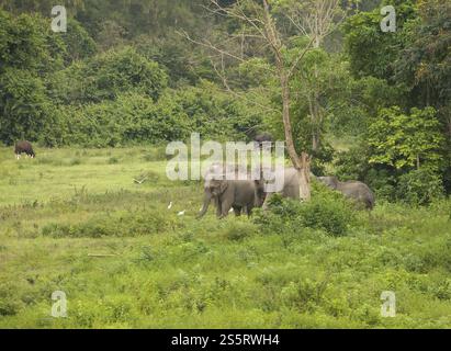 Indian elephants (Elephas maximus indicus), Khiri Khan, Hua Hin, Kui Buri National Park, Thailand, Asia Stock Photo