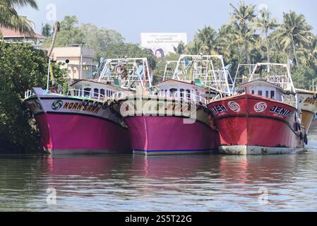 Fort Kochi, Kochi, Kerala, South India, India, Asia, Several pink and colourful boats in the harbour, surrounded by palm trees and buildings, Asia Stock Photo