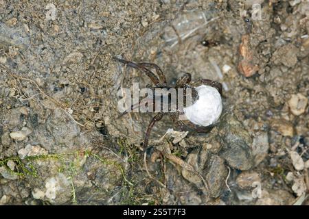 Trochosa terricola, ground wolf spider, ground wolf spider Stock Photo