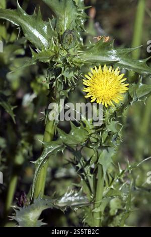 Sow thistle, Sochus asper, Sharp-fringed Sow Thistle Stock Photo