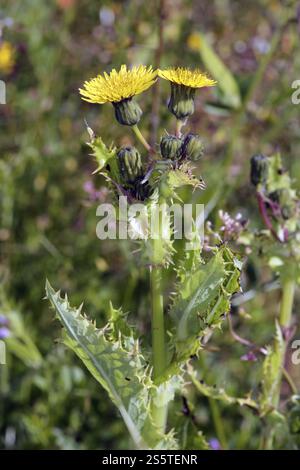 Sharp-fringed Sow Thistle, Sonchus asper Stock Photo