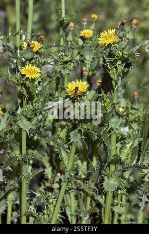 Sonchus asper, Goose Thistle, Sharp-fringed Sow Thistle Stock Photo