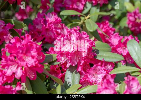 Rhododendron flowers in the garden. Stock Photo