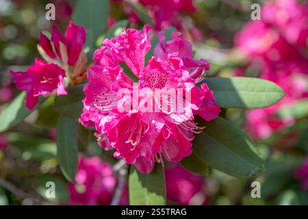 Rhododendron flowers in the garden. Stock Photo