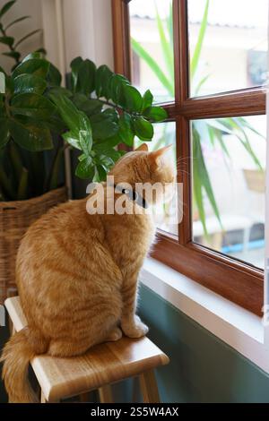 Cute Ginger cat siting on window waiting for owner Stock Photo