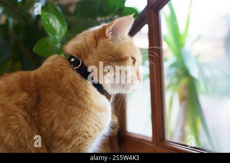 Cute Ginger cat siting on window waiting for owner Stock Photo