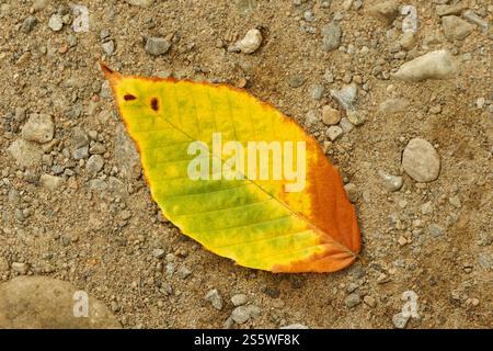 Birch leaf laying on the ground, Quebec,Canada Stock Photo