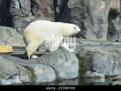 Side of polar bear walking in enclosure at the Anchorage zoo on a sunny spring day. Stock Photo