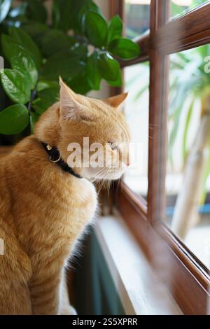 Cute Ginger cat siting on window waiting for owner Stock Photo