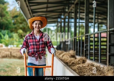 Young woman feeding cows in stall on livestock farm Stock Photo - Alamy