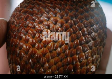 Detailed texture of the scaly brown skin of a salak fruit, also known as snake fruit. Stock Photo
