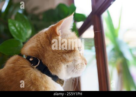Cute Ginger cat siting on window waiting for owner Stock Photo