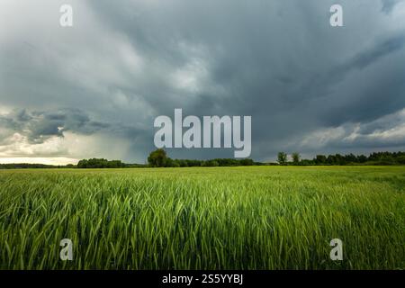 Dark storm clouds over a rural field of green grain Stock Photo