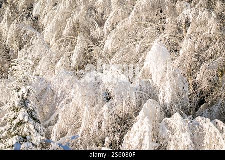 Winter fairy forest, birch trees in white fresh snow. Snow and frost covered birch trees (Betula pendula) in winter landscape. Winter weather. Stock Photo