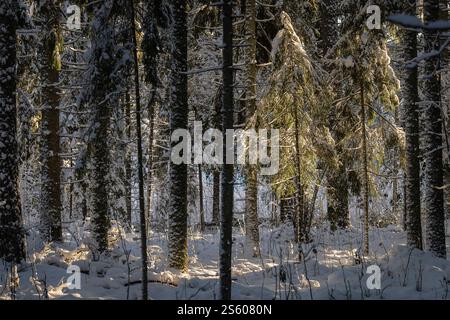 Little spruce tree covered with snow in winter forest. The small fir tree in the sunlight coming through the trees. Winter snow-covered forest. Stock Photo