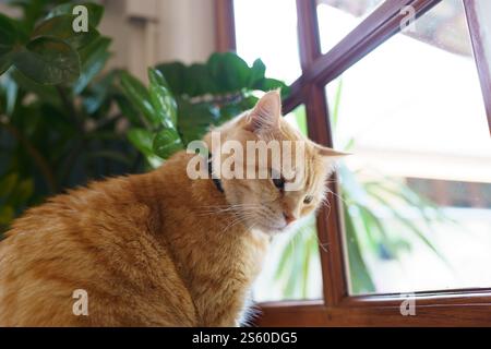 Cute Ginger cat siting on window waiting for owner Stock Photo