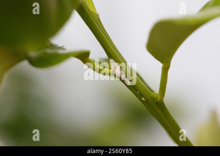 Insect close up. White Aphids or Mealybugs on green leaf Stock Photo