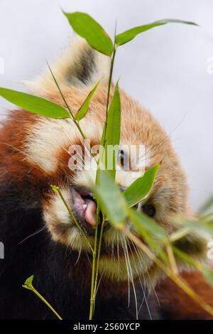 15 January 2025, Saxony-Anhalt, Magdeburg: Female red panda "Nami" sits on a tree trunk and eats bamboo leaves at Magdeburg Zoo. Nami joined the male at the end of December 2024. Magdeburg Zoo is involved with the animals in the European Ex-situ Conservation Breeding Program (EEPs). The aim of the program is to maintain a genetically diverse population of an endangered species. The zoo is now hoping for offspring among the red pandas. The animals are actually loners and are currently getting used to each other. The winter temperatures are not a problem. Red pandas live on the slopes of the Him Stock Photo