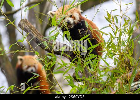 15 January 2025, Saxony-Anhalt, Magdeburg: Female red panda "Nami" sits on a tree trunk and eats bamboo leaves at Magdeburg Zoo. In the background, red panda "Brian" is sitting in the tree in the outdoor enclosure. Nami joined the male at the end of December 2024. Magdeburg Zoo is involved with the animals in the European Ex-situ Conservation Breeding Program (EEPs). The aim of the program is to maintain a genetically diverse population of an endangered species. Now the zoo is hoping for offspring among the red pandas. The animals are actually loners and are currently getting used to each othe Stock Photo