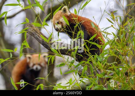 15 January 2025, Saxony-Anhalt, Magdeburg: Female red panda "Nami" sits on a tree trunk and eats bamboo leaves at Magdeburg Zoo. In the background, red panda "Brian" is sitting in the tree in the outdoor enclosure. Nami joined the male at the end of December 2024. Magdeburg Zoo is involved with the animals in the European Ex-situ Conservation Breeding Program (EEPs). The aim of the program is to maintain a genetically diverse population of an endangered species. The zoo is now hoping for offspring among the red pandas. The animals are actually loners and are currently getting used to each othe Stock Photo