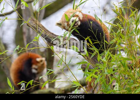 15 January 2025, Saxony-Anhalt, Magdeburg: Female red panda "Nami" sits on a tree trunk and eats bamboo leaves at Magdeburg Zoo. In the background, red panda "Brian" is sitting in the tree in the outdoor enclosure. Nami joined the male at the end of December 2024. Magdeburg Zoo is involved with the animals in the European Ex-situ Conservation Breeding Program (EEPs). The aim of the program is to maintain a genetically diverse population of an endangered species. The zoo is now hoping for offspring among the red pandas. The animals are actually loners and are currently getting used to each othe Stock Photo