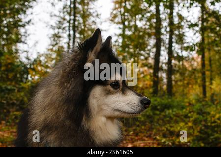 A lovely pomsky dog with black and white tones in the autumn woods Stock Photo