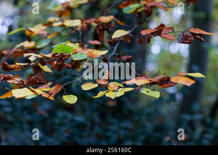 Beautiful autumn branches in the woods Stock Photo
