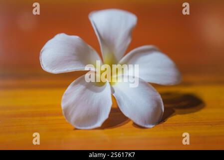 Close Up of White Frangipani Flower on Polished Wooden Surface Stock Photo