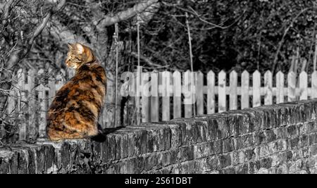 Domestic cat sitting on stone wall background black and white, United Kingdom Stock Photo