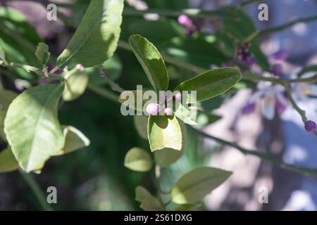 Selective focus and close up. Mini lemon on the lemon tree. Stock Photo
