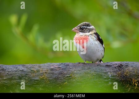 Rose-breasted Grosbeak (Pheucticus ludovicianus) perched on a branch, Costa Rica. Stock Photo