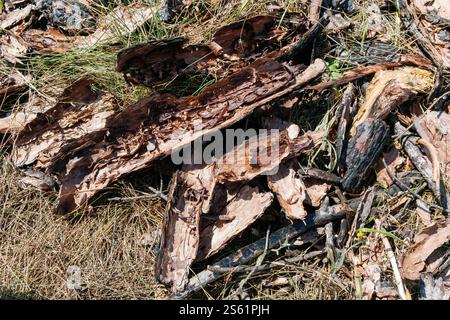 Pile of dried pine tree bark and charred wood fragments on dry grass. Close-up photography of natural materials in nature. Ecology and forest concept. Stock Photo