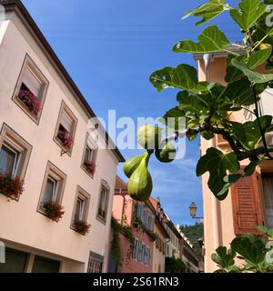 Ripening figs hang on a branch among lush leaves, complementing the urban buildings and blue sky in this picturesque summer scene in south Germany Stock Photo