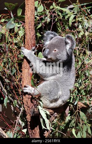 Koala on eucalyptus tree in Lone Pine Koala Sanctuary, Brisbane, Australia Stock Photo