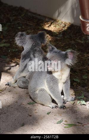 koala teething ring