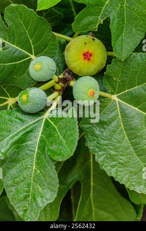 four Figs fruit, Ficus carica, on tree branch with lush green leaves in summer Stock Photo