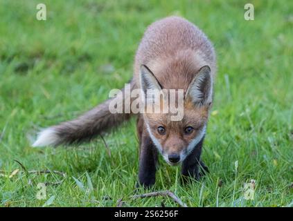 A brave young rural fox (Vulpes vulpes) getting very close to the ...