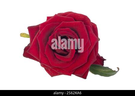 Beautiful dark red single rose on white background close up top view Stock Photo