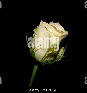 Close up: Still life of a single pale yellow rose on a stem. Cut flower, black background, square frame. Stock Photo
