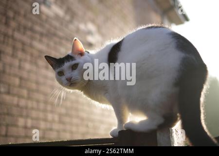 White & Black Cat On Top Of A Fence Stock Photo