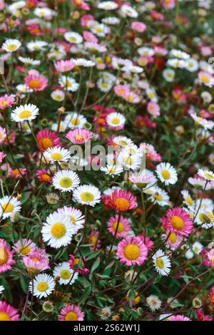 Natural English Daisies growing together. White and pink daisies, wildflowers growing in England, UK. Stock Photo