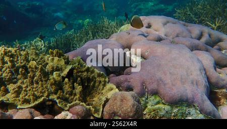Colorful coral reef ecosystem with Oval butterflyfish, surrounded by ...