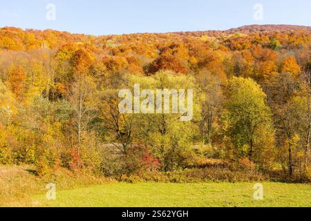 mountainous countryside scenery in autumn. vacation background. sunny weather. forest on the hill in colorful foliage. lush deciduous woodland in fall Stock Photo