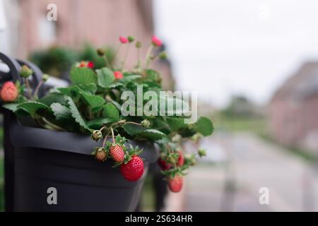 Strawberries in over the rail hanging container growing on a balcony ...